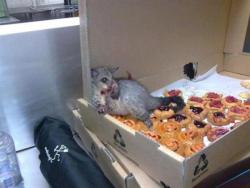 swoz:  flextrovert:  gnometeeth:   A possum broke into an Australian bakery and ate so many pastries it couldn’t move. This is how they found him.  I live for this post  &ldquo;Do what you must, for I have already won.&rdquo;  christ  