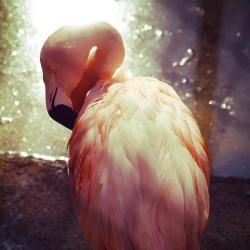 Piiiink! Earthandanimals:  Flamingo. Photo By Jason Carne. 