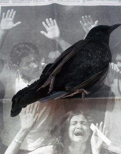 membrane:  Geert Goiris / Dead Bird (Silent Spring) /2008 / via : badelaile  