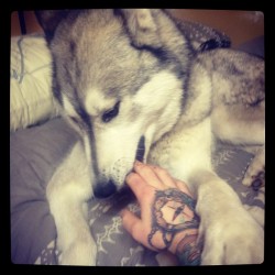 Hi, my name&rsquo;s Boston and I like to eat dads hands. #husky #malamute #boston #puppy #bestfriends (Taken with Instagram)