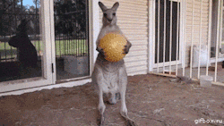pandarobott:  bacantuwea:  olle kanguru tengo que salir .. :/ no podre jugar ..   En ese momento canguro entro en un trance y le saco la chucha al qlio :c XD 