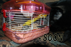 Mi gato mirando con hambre a mi hamster china……