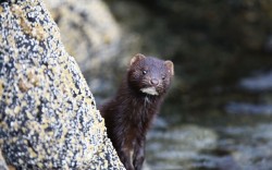theanimalblog:  Martyn Lewis was attempting to photograph sea otters on the Isle of Mull, Scotland when an inquisitive non-native American Mink popped its head up from behind a rock. The mink crept closer and closer to Martyn as he captured everything