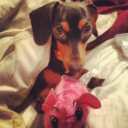 myfavoritedaydream:  she wants to be a kitty 🐱#button #minidachshund #doxie  (Taken with Instagram)   your dog is the cuuutest.