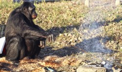 theanimalblog:  Kanzi the bonobo chimp learns to create tools by himself - repeating humanity’s first steps towards civilisation | Mail Online 