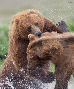 magicalnaturetour:  Photo “Bear Fight” by Tin Man :)