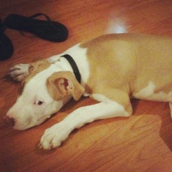 It&rsquo;s official. I want one. #pitbull #want #musthave #oneday  (Taken with Instagram)