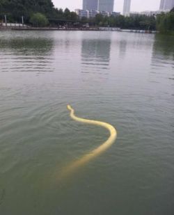 ewok-gia:  Changzhou, China. Man bathes his Burmese python in city lake, the reptile floats around freely, and after that the snake comes back to it’s owner.* 