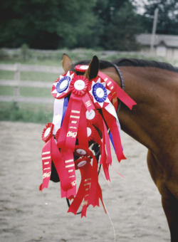 serinalion:  Congratulations horse, you win