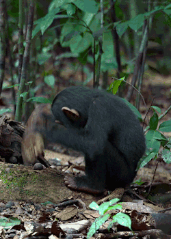 headlikeanorange:  A young chimpanzee tries to crack a nut. (Chimpanzee - Disneynature) 