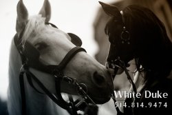 Montreal fetish week 2011 by ~Atheiste Horse+pony=beautifulmoment