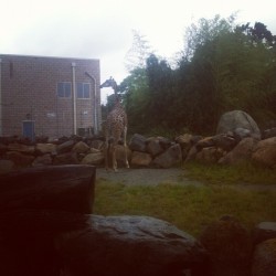Omg giraffe! (Taken with Instagram)