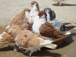 apigeonstruttingincircles:  Sherazi Pigeons