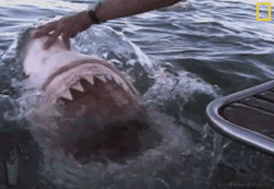 bootsonmyfeet:  tentacletherapissed:  derseolation:  kushandcake:  lolzpicx:  A guy pushing a Great White Shark back into water.   none of your shit today great white  get out of here fish  EXCUSE ME I WAS TRYING TO TO LOOK AT THE WATER   BIG BALLS!!