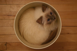 goddamnitriot:  diendane:  I thought this was a latte.  it is a catte. 