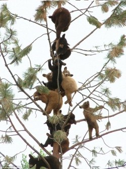 theanimalblog:  11 bears, up a tree