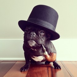 thefluffingtonpost:  Meet Trotter, the Most Fashionable Pup on Instagram Mobile photo network Instagram is known for fashion photos and pet pics, but the best of both worlds are married by Trotter, a San Francisco Frenchie who knows how to step out in
