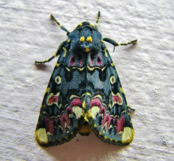  Lily Moth / Polytela Gloriosae  I want a dress like this