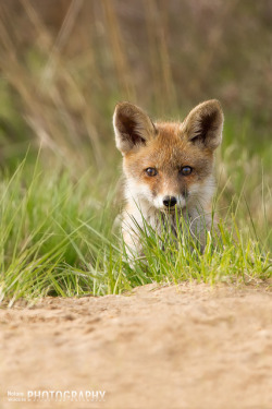 rain-storms:  Red Fox cub by Marcel vn Duinhoven on Flickr.
