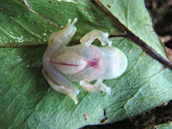 fuckyeahviralpics:  Fully transparent rain forest frog 