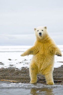 busket: OH HE GETS SHY AT THE END DON’T WORRY POLAR BEAR I REALLY LIKE YOUR DANCE DON’T WORRY YOU CAN KEEP GOING IF YOU WANT I THINK IT’S REALLY CUTE DON’T BE SELF CONSCIOUS YOU JUST DANCE ALL DAY SWEETHEART 