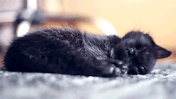 praiseful:  lovelynobody00: If you’re having a bad day, just watch this sleeping kitten. Its tiny black nose, its little cushioned black jellybean toes, the halo of silver moonlight hairs on the silky black fur.
