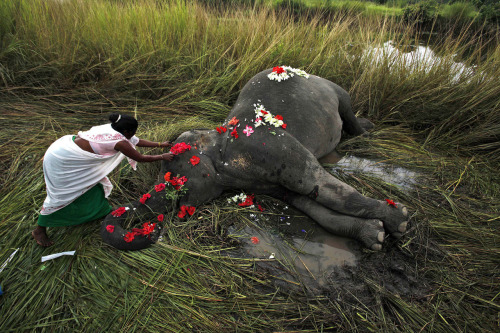 pitchblackloner:A villager offers flowers to a female adult elephant lying dead on a paddy field in Panbari village.  