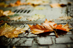 Dreamsinthyme:  Death Of A “Leaf”   And She Fell To The Ground Like Autumn Leaf