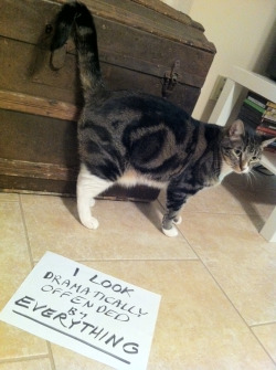 catshaming:  This is Tojo. Tojo is the sort of cat who makes you feel ashamed just for existing. 