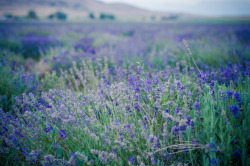 xantheose:  lavender at dusk (by raspberrytart)