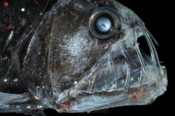 beasts-of-prey:  Deep Sea Viperfish Chauliodus