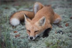 earthandanimals:  Sleepy Red Fox.