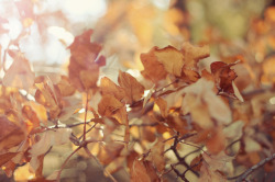 Falling leaves ♡
