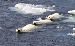 theanimalblog:  A polar bear family swim in formation after the cubs caught the eye of a hungry male bear. This image was captured by British tour guide and photographer Paul Goldstein at Spitsbergen in Norway. Picture: Paul Goldstein / Rex Features 