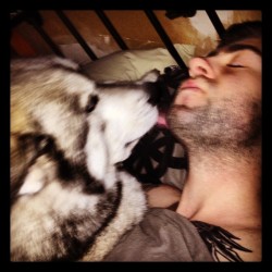 He likes to give me kisses! #boston #husky #malamute #tattyslip