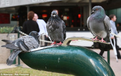 elodieunderglass: fat-birds:  fuckyeahpigeon:  How many pigeons does it take to use a drinking fountain? In Brisbane, Australia, apparently the answer is three! Earlier this month, a trio of industrious birds Down Under figured out how to operate a water
