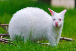 theanimalblog:  White kangaroo again… (by Tambako the Jaguar)