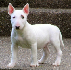 When I get my pale white Bull Terrier, I’m
