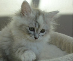 When I Get My Ashy Gray With Black Stripes Or Creme Colored Ragamuffin Cat, I&Amp;Rsquo;M