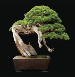 smithsonianmag:   Picture-Perfect Bonsai  Bonsai, meaning “to plant in a tray,” is a tradition that originated in China about 2,000 years ago and later traveled to Japan. To cultivate a bonsai, a horticulture artist starts with cutting, seedling or