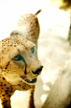 Out of all the big cats, I&rsquo;m fairly certain cheetahs are my favorite.