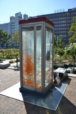 laughingsquid:  Goldfish Phone Booth Aquariums Installed in Japan by ‘Goldfish Club’ 