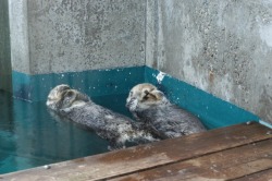 dailyotter:  Sleepy Sea Otters Nap in a Quiet Corner Via xaqaria