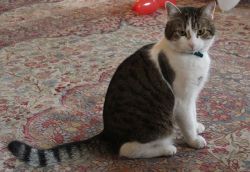 fakenewsjunkies:  consultinghobbitinthetardis:  This is Larry. He’s employed by the UK gov. to catch mice in 10 Downing Street. His official title is Chief Mouser to the Cabinet Office Chief Mouser to the Cabinet Office Chief Mouser to the Cabinet Office.