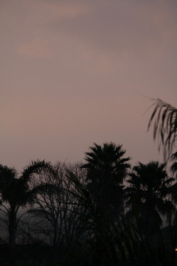 inkedwalls:  Palm trees// Taken By Me 
