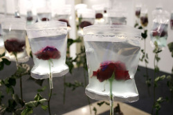 razorshapes:  To Live On by Min Jeong Seo  “The stalks of these flowers are already dried up but their blossoms are preserved and kept fresh by the medical infusion bags. The life-span of every living creature is limited.The infusion bags stand for