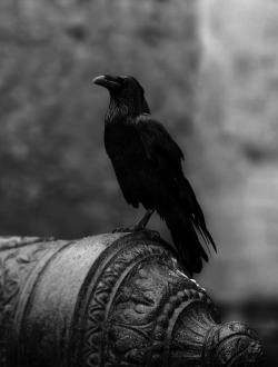 emily-the-strange:  I love ravens