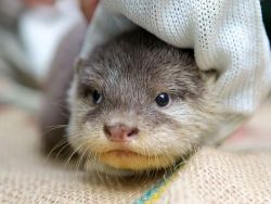 theanimalblog:  Asian Small-Clawed Otter