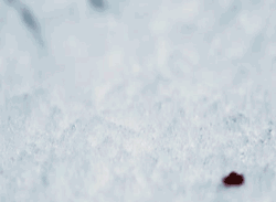 st0nefest:  tennants-hair:  fangirlamy:  consultingtimekhaleesi:   Blood bounces quite strikingly on snow not only because of the obvious color/contrast discrepancy, but the large difference in temperatures.  Another post to add to the list of “I swear