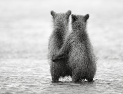 black-and-white:  Bears by Nikolai Zinoviev | via: MyModernMet 